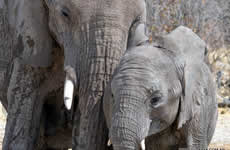 ETOSHA