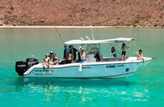 Lobos Marinos Espritu Santo