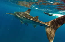 Tiburn Ballena La Paz